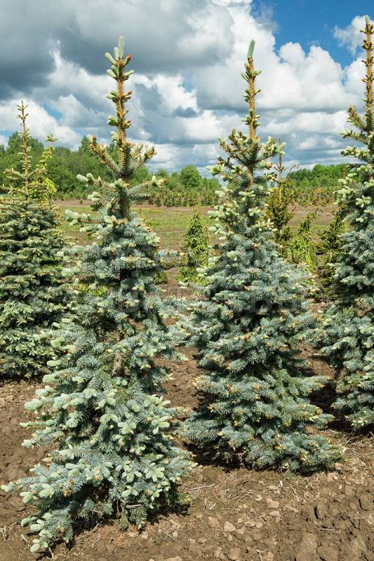     Picea pungens Oldenburg